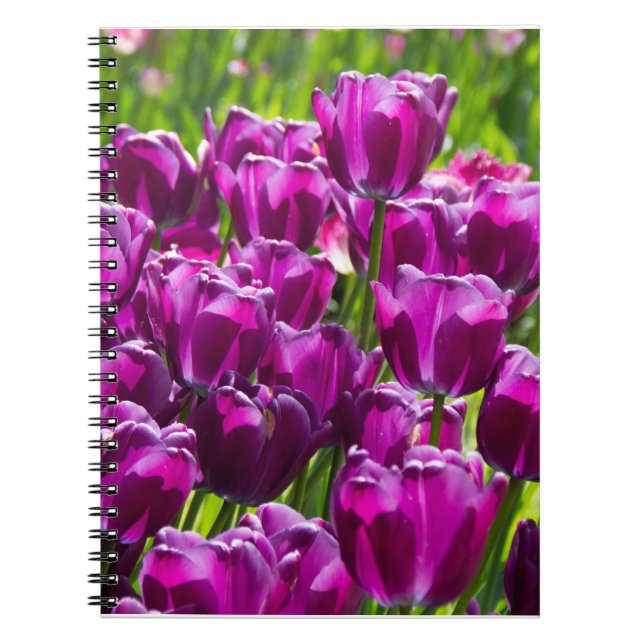 Bright lilac tulips on a sunny day      notebook (Front)