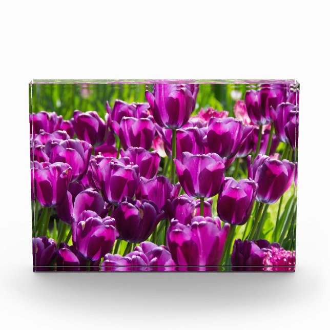 Bright lilac tulips on a sunny day  photo block (Front)