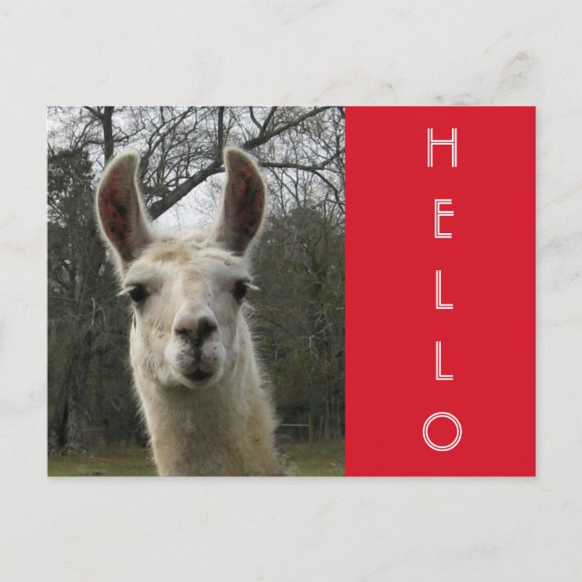 Bright N Cute "Hello" Llama Postcard (Front)