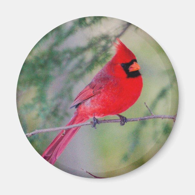 Bright Northern Cardinal Magnet (Front)