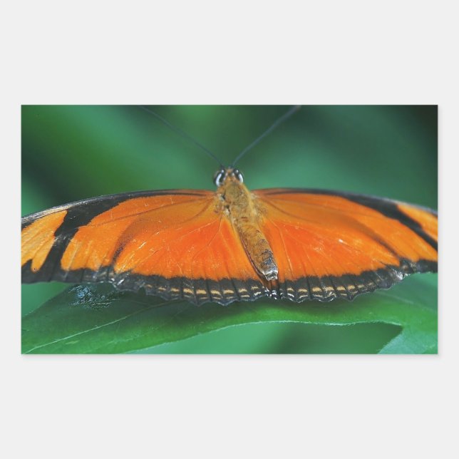 Bright Orange and Black Butterfly on Leaf Rectangular Sticker (Front)