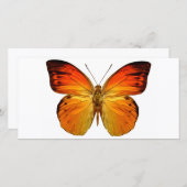 Bright Orange Butterfly (Front/Back)