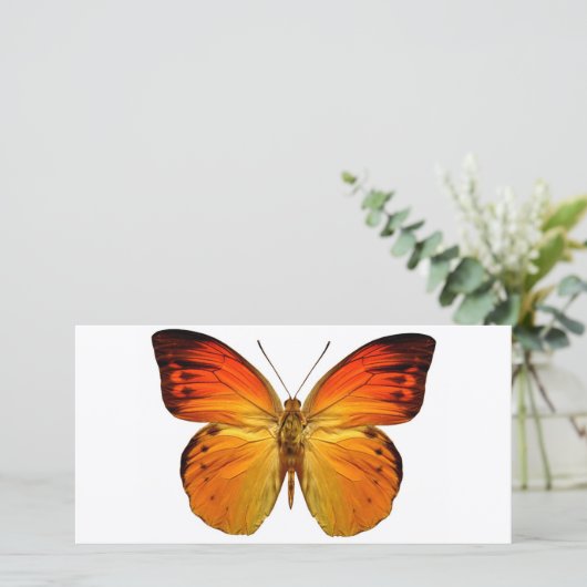 Bright Orange Butterfly (Standing Front)
