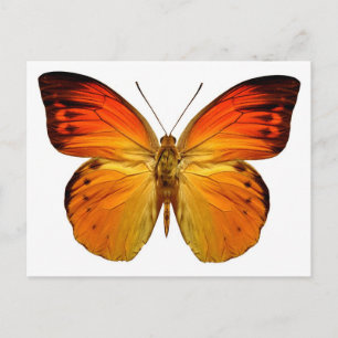 Bright Orange Butterfly Postcard