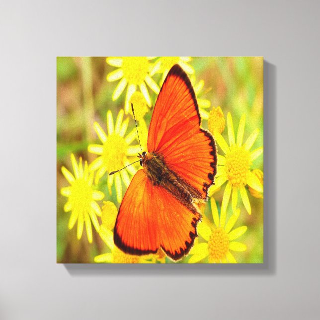 Bright Orange Butterfly Yellow Flowers Canvas Print (Front)