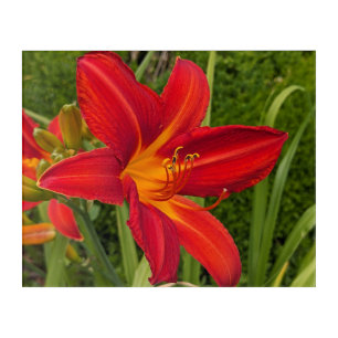 Bright Orange Daylily Bloom Floral Acrylic Print