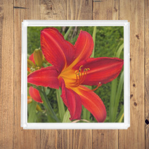 Bright Orange Daylily Bloom Floral Acrylic Tray
