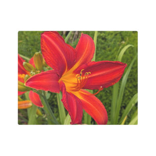 Bright Orange Daylily Bloom Floral Metal Print