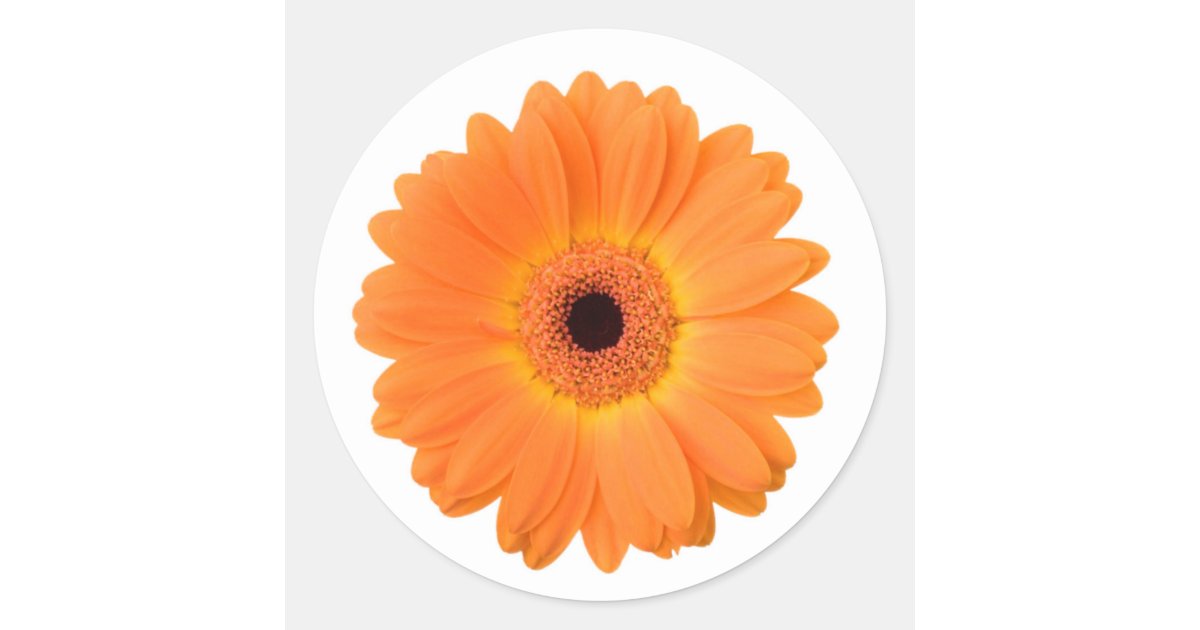 Bright Orange Gerbera Daisy Flower Classic Round Sticker | Zazzle
