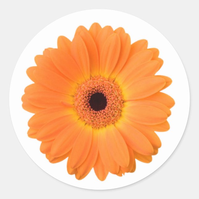 Bright Orange Gerbera Daisy Flower Classic Round Sticker (Front)