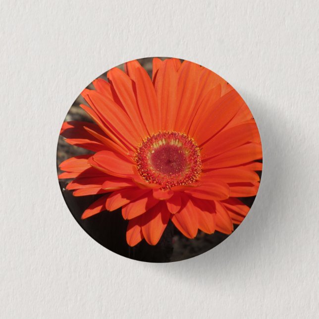 Bright Orange Gerbera Daisy Photo  Button (Front)