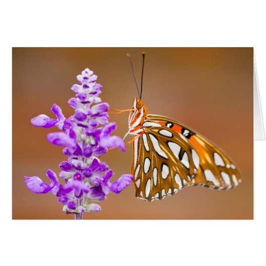 Bright Orange Gulf Fritillary Butterfly Cards (Front Horizontal)