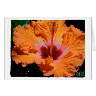 Bright Orange Hibiscus Flower/Floral Art/