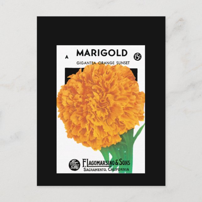Bright Orange Marigold Postcard (Front)
