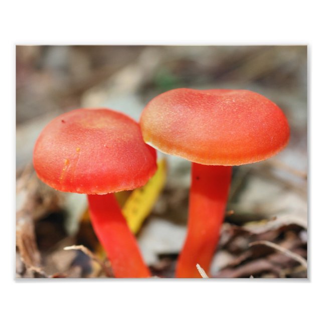 Bright Orange Mushroom Pair Close Up 8x10 Photo Print (Front)