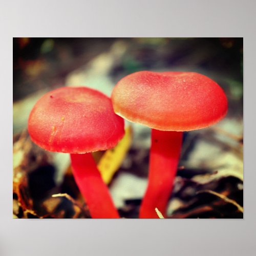 Bright Orange Mushroom Pair Close Up Poster