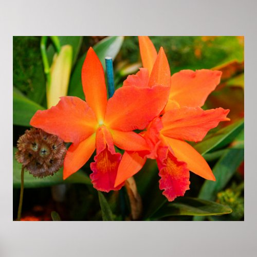 Bright Orange Orchid Poster
