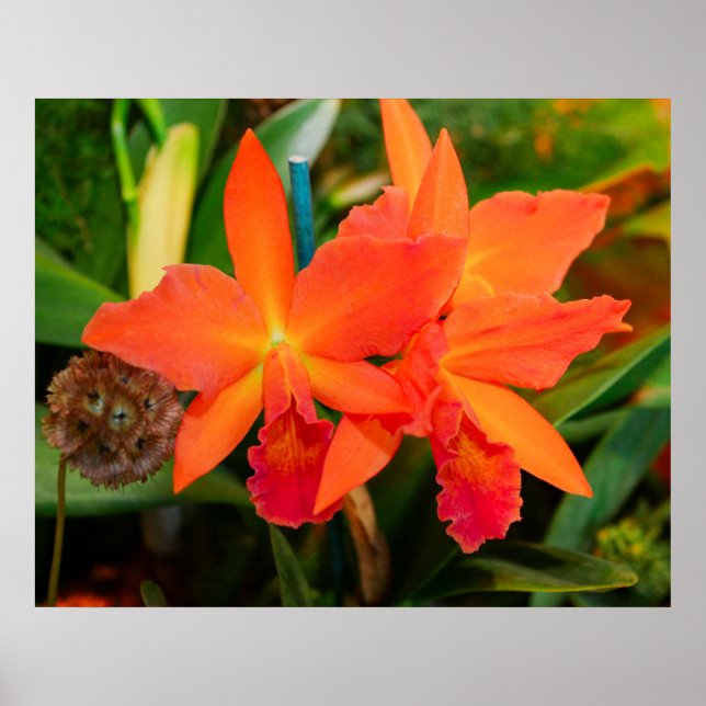 Bright Orange Orchid Poster (Front)