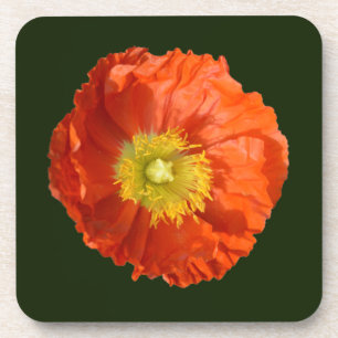 Bright Orange Poppy Flower Beverage Coaster