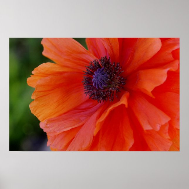 Bright Orange Poppy Poster (Front)