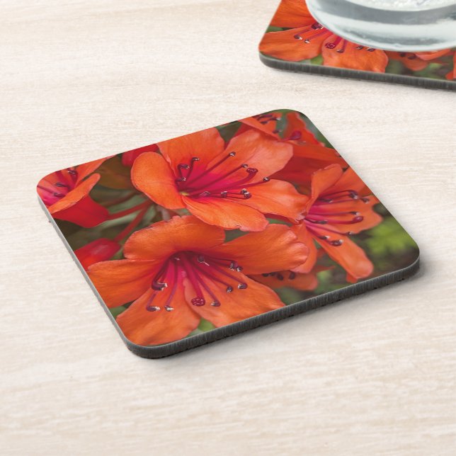Bright Orange Rhododendron Blooms Floral Beverage Coaster (Left Side)