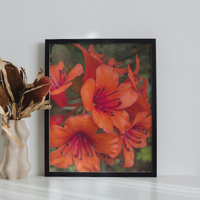 Bright Orange Rhododendron Blooms Floral Photo Print (In Situ (Framed))