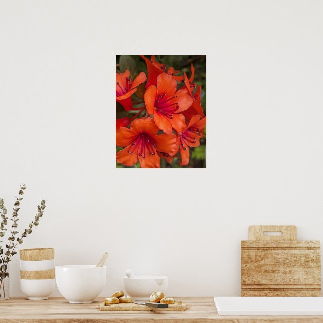 Bright Orange Rhododendron Blooms Floral Poster (Kitchen)
