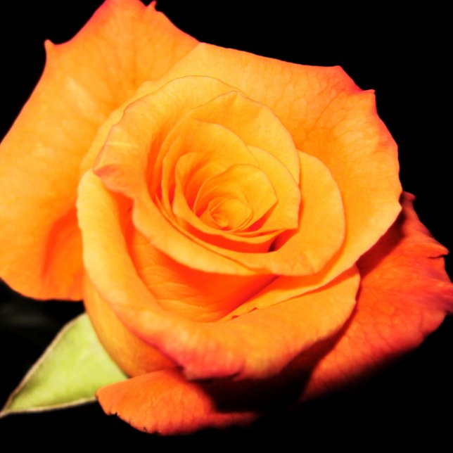 Bright Orange Rose Mouse Pad (Creator Uploaded)