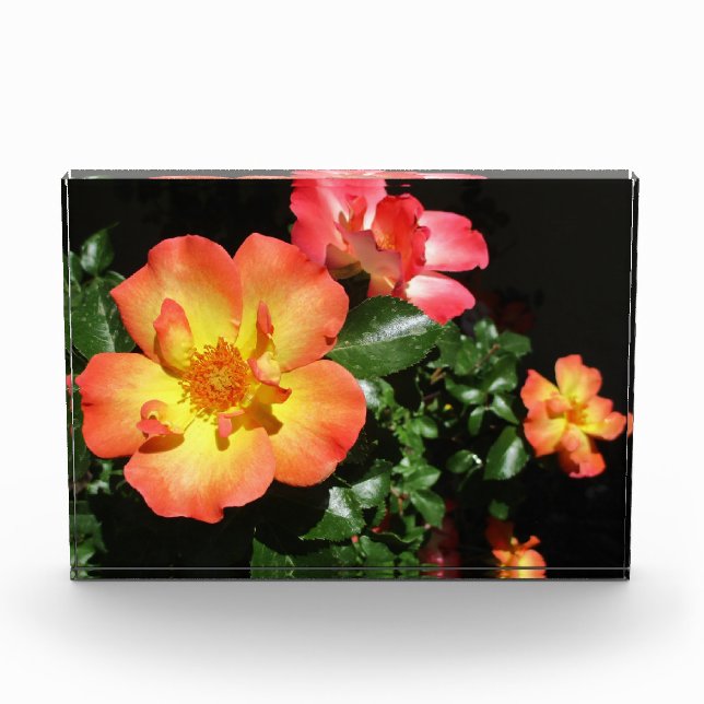 Bright Orange Roses - Dark Aspect Photo Block (Front)