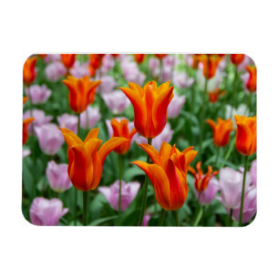 Bright orange tulips in the park  magnet