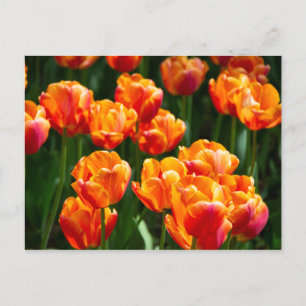 Bright orange tulips in the park  postcard