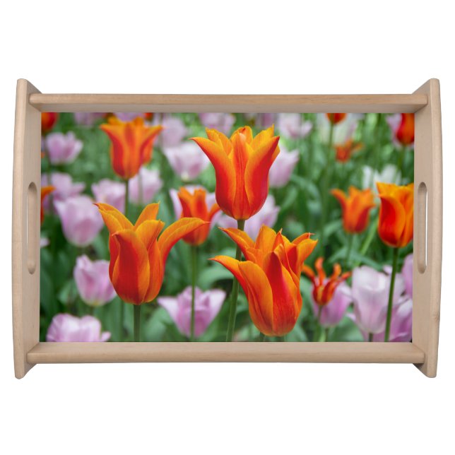 Bright orange tulips in the park    serving tray (Front)