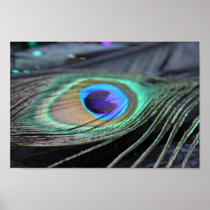 Bright Peacock Feather Photo Poster Art Print