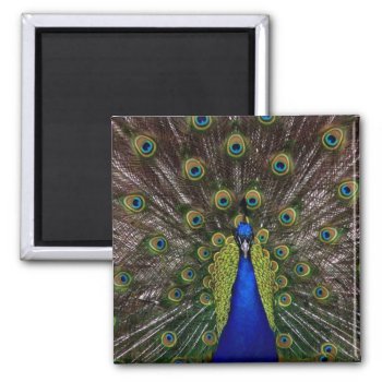 Bright Peacock Fridge Or Locker Magnet by Regella at Zazzle