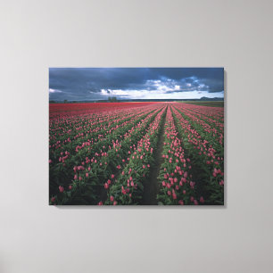Bright pink and red tulips glow under dark canvas print