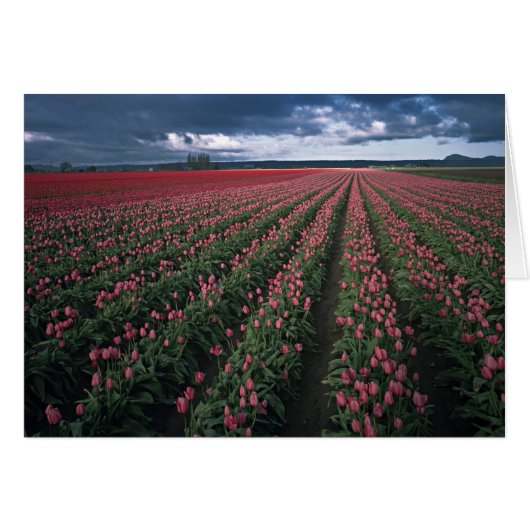 Bright pink and red tulips glow under dark cards (Front Horizontal)