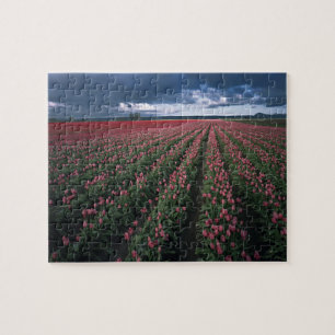 Bright pink and red tulips glow under dark jigsaw puzzle