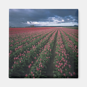 Bright pink and red tulips glow under dark magnet