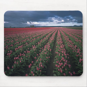 Bright pink and red tulips glow under dark mouse pad