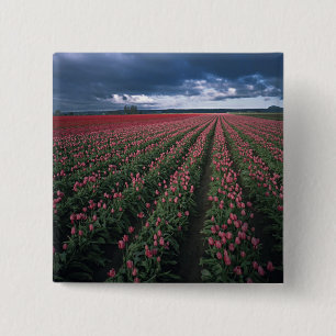 Bright pink and red tulips glow under dark pinback button