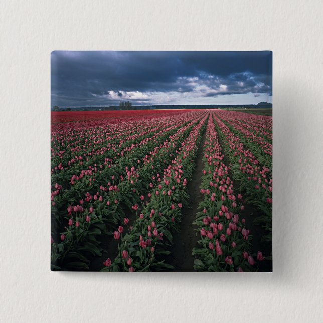 Bright pink and red tulips glow under dark pinback button (Front)