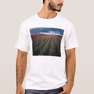 Bright pink and red tulips glow under dark T-Shirt