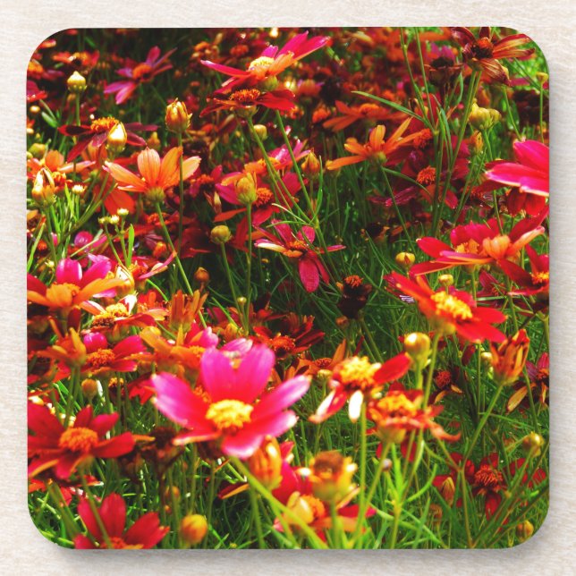 Bright pink and yellow Daisy Wild flowers Beverage Coaster (Front)