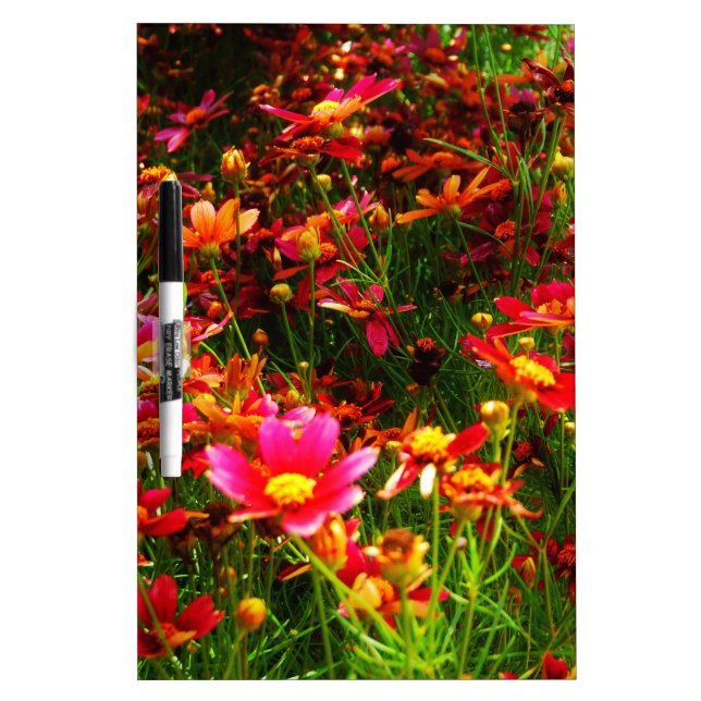 Bright pink and yellow Daisy Wild flowers Dry Erase Board (Front)