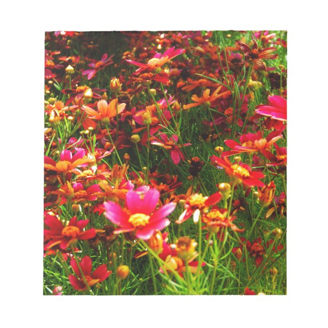Bright pink and yellow Daisy Wild flowers Notepad (Front)