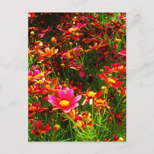 Bright pink and yellow Daisy Wild flowers Postcard (Front)