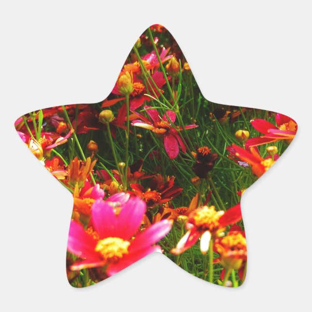 Bright pink and yellow Daisy Wild flowers Star Sticker (Front)