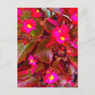 Bright Pink Begonia Flowers with Red Leaves Postcard