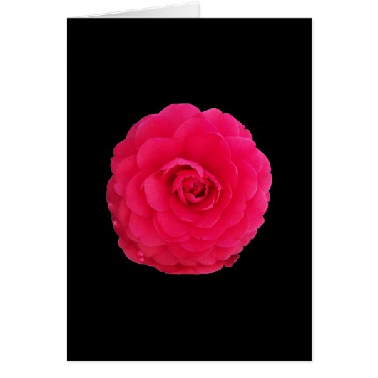 Bright Pink Camellia Cards (Front)