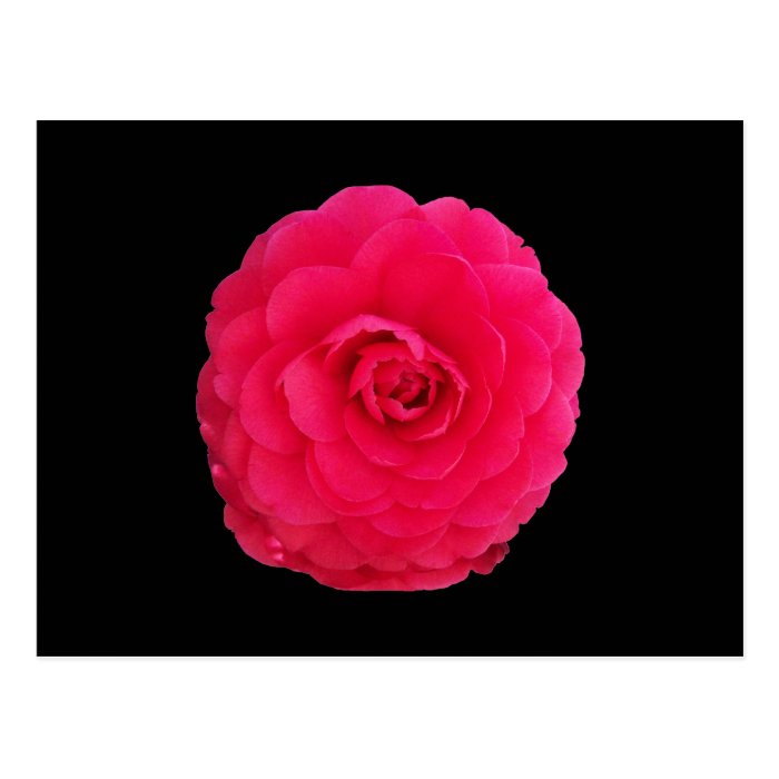 Bright Pink Camellia Postcard